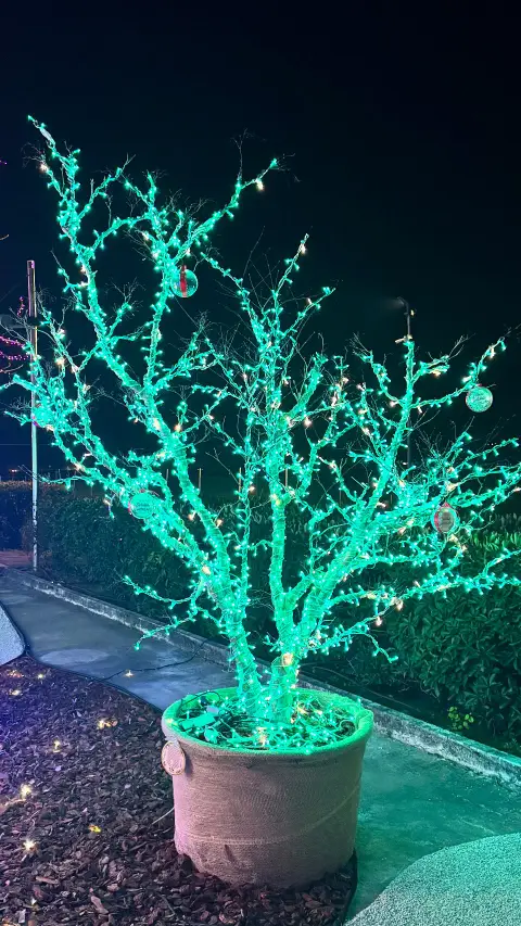 Albero di Natale vero a noleggio con LED verdi, in vaso, Civitanova Marche