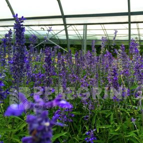 Esemplare Salvia Farinacea