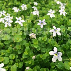 Esemplare Isotoma Fluviatilis