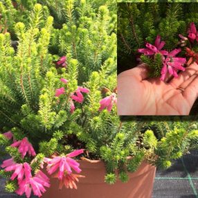 Esemplare Erica verticillata