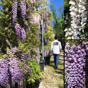 Esemplare Wisteria detto Glicine