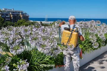 Fioriere componibili con agapanthus twister