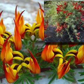 Esemplare Lothus Maculatus