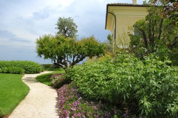 Albero, melograno, giardino,