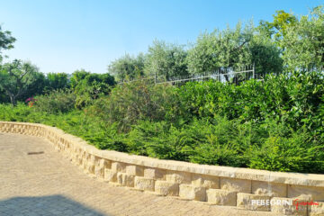 Scarpata fiorita Olivi e cespugli di Lonicera