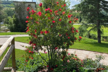 Ristrutturazione giardino Hotel Maestà Due