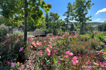 Ristrutturazione giardino RSA Maestà Due cespugli