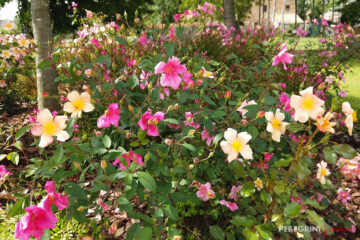 rose giardino RSA Maestà Due sedile legno