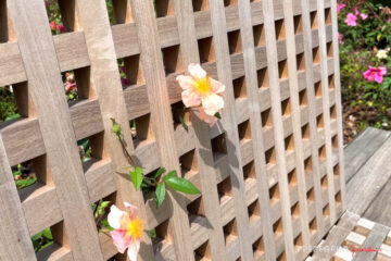 sedile legno giardino RSA Maestà Due sedile legno