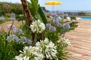 giardini-fiori-agaphantus-blu-bianco-strelitzia-ombrellone giallo