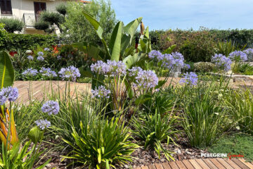 Giaridino-tropicale-agaphantus-blu-strelitzie-tappezzanti-fioriti