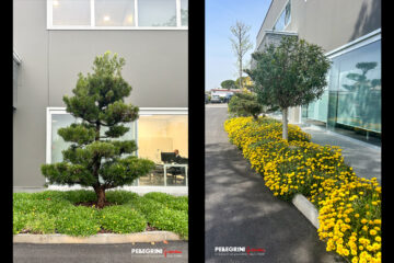 Azienda_aiuola_bonsai_fioritura