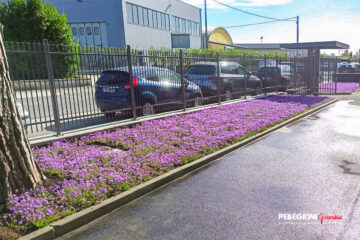 Azienda_aiuola_verbena_tappezzante