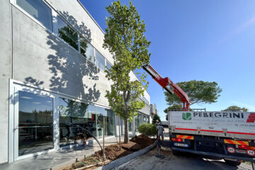Azienda_albero_aiuola_piantumazione