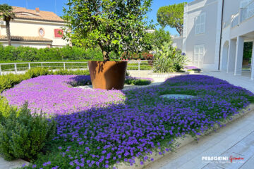 verbena-viola-limone-vaso-corten-tappezzanti