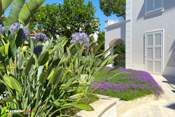 Agapanthus-giganti-blu-Verbena-tappezzante