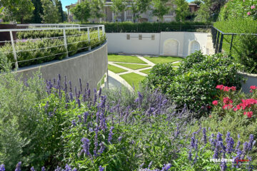 Fioriture-labirinto-nascosto-prato