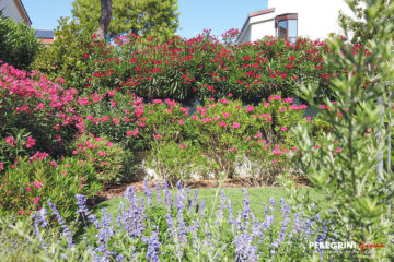 cespugli-fioriture-oleandri