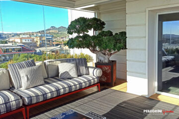 Zona relax con splendido bonsai di Ficus Benjamin terrazzo vista mare