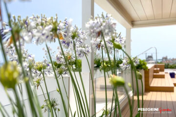 Agapanthus bianco-blu fioriti