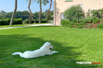Cane rilassato al fresco sul prato
