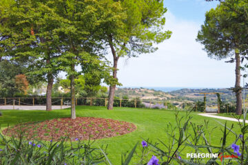 Aiuola di tappezzanti sotto a magnifico albero altrofusto