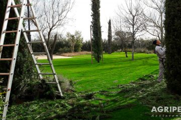 manutenzione giardino, potatura,