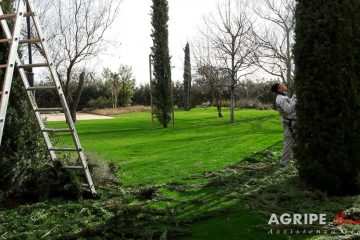 Pellegrini Agripe maintainer who prunes the cypress tree