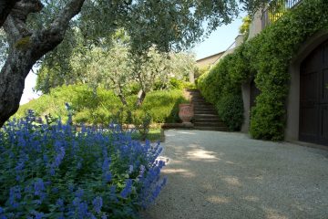 giardino;fioritura, olivo ; azzutrro, pellegrini