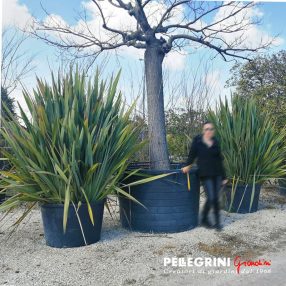 pianta, Phormium, vivai