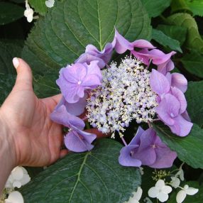 Rare specimen of Hydrangea