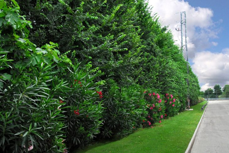 hedge, garden oleanders