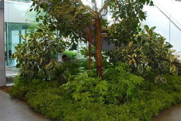 Giant bamboo, Rainbow Loreto headquarters, corporate garden