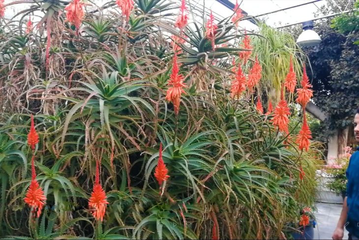 Aloe in greenhouse