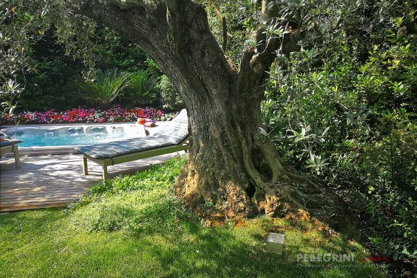 Centuries-old olive tree with SPA