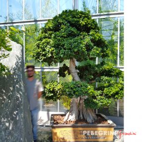 ficus macrobonsai Pellegrini nurseries