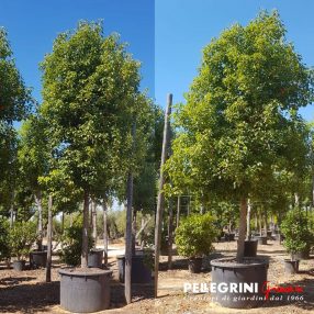 Small-Camphora-tree-Pellegrini-nurseries