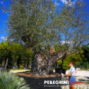 Olive tree