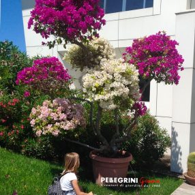 Specimen of Bougainvillea in the Pellegrini Giardini nursery