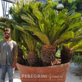Specimen of Cycas Revoluta in the Pellegrini Giardini nursery