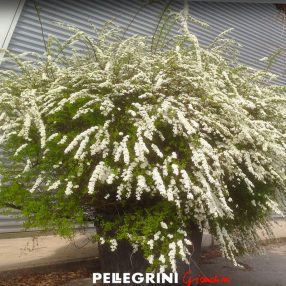 Specimen of Spiraea in the Pellegrini Giardini nursery