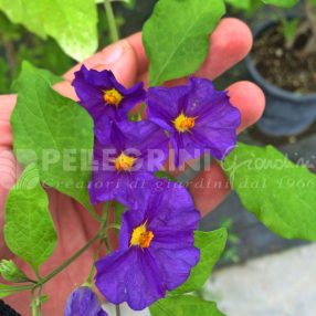 Lycianthes Rantonetii specimen