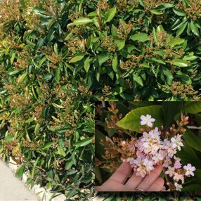 Eriobotrya Coppertone specimen