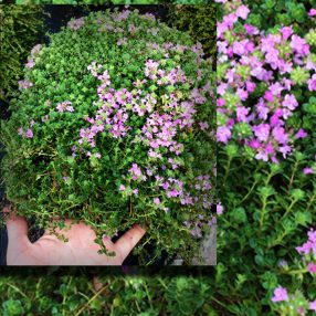 Creeping Thymus Serpyllum specimen