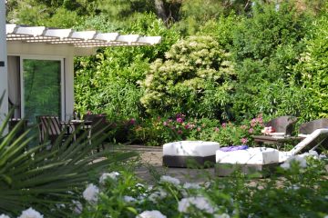 Rose bush in the foreground