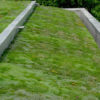 tetto verde pellegrini giardini
