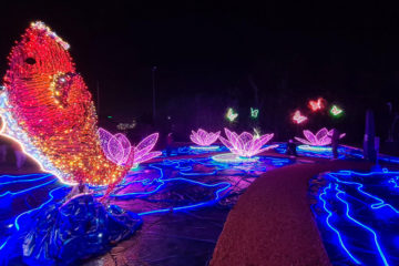 natale, carpa, koi, pellegrini, natale pellegrini, pellegrini giardini, natale 2020