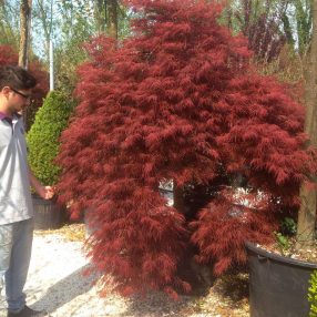 Esemplare di Acero Palmatum nel vivaio di Pellegrini Giardini